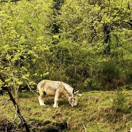 Pays De L'ours Pyrenees Calme De La Montagne Et Nature, Randonnee, Espagne A 10 Minuts بيت للعطل Melles